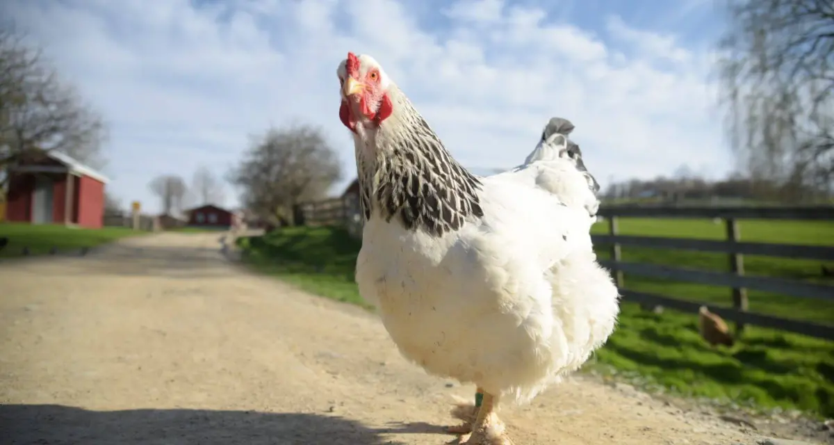 Chicken Farm