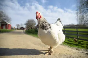 How a Storage Shipping Container Can Solve Your Space Problem 2024 9 Give Your Chickens the 5-Star Treatment With a Shipping Container Coop