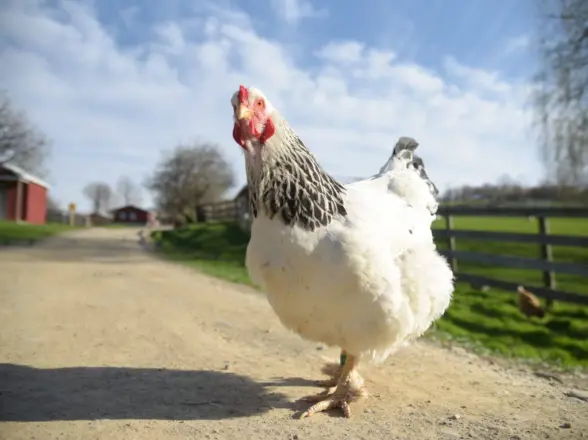 Chicken Farm